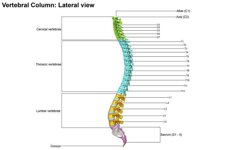 Diagram of the regions of the spine