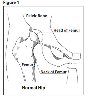 Diagram of the hip showing the ball and socket joint