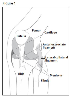Daigram of the knee joint